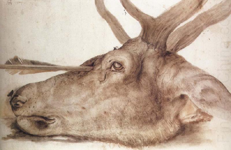 Albrecht Durer The Head of a stag Killed by an arrow china oil painting image